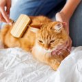 部屋が猫の毛だらけにならないようにできる対策！おすすめのグッズも…