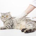 猫の『体温を測る』ときのポイント4つ！異常があったときの対処法も解説