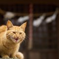 猫が唸る4つの理由とその時の対処法