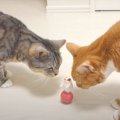 起き上がり小法師をクンクン…猫ちゃんたちは仲良く遊ぶことができるか…