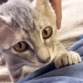 飼い主のことが大好きになった保護子猫…可愛すぎる『ルーティン』に「すっ…