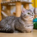 猫がケガをしかねない『フローリングにまつわるトラブル』3選　危険防止の…