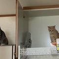 猫ちゃんは一体どうやってこの場所に？