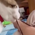 毎朝飼い主を起こしにやって来る猫→『まさかの方法』で…衝撃の光景に爆笑…