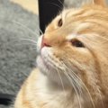 猫が『久しぶりに甘えてきた』と思ったら…『おてての動き』を見ると→尊す…