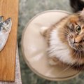 魚が大好物の猫は気を付けたい『イエローファット』とは？　主な原因や症…