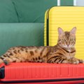 猫の『お世話を依頼する』時に注意したい3つのこと