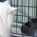 保護猫を新しく迎えたら、家にいた元捨て猫が…まさかの"対応&quo…