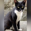 やせ細り、鋭い目つきだった野良猫→家猫になった『現在』…劇的なビフォー…