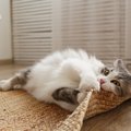 猫がいきなり『ドタバタと暴れだす』ときの理由3つ　異常がある場合も…
