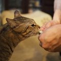 猫が飼い主のそばから離れない時の心理５つ