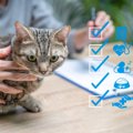 猫の『ペット保険』は加入するべき？メリット・デメリットから選び方…