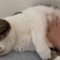 可愛い猫さんのお腹をナデナデできる『猫撫で放題のサブスク』に入会…