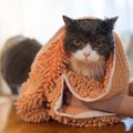 汚れた愛猫をキレイにする『お風呂以外の方法』5選　風呂嫌いな猫にも負担…