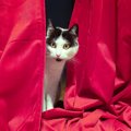 英国史上もっとも有名な「劇場猫」舞台に乱入、セットを破壊…破天荒な…