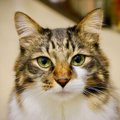 猫が「飼い主を守ろうとしている」ときにみせる行動・仕草3つ