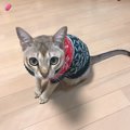 おいで～！猫が覚えやすいオススメの名前３選