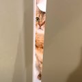 ドアの隙間からのぞいているネコ→次の瞬間、顔で…飼い主のそばにいた…