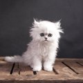 かわいいペルシャ猫の画像１１連発！