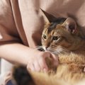 猫がお腹を見せてきたら触ってもいい？撫でる時の注意点5つ