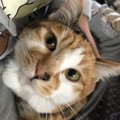 なぜ三毛猫のオスは希少なの？生まれる確率は？