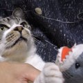 猫喰いザメが現れた！リキちゃん迫真の演技を披露する