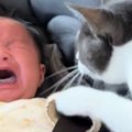 『泣き出してしまった赤ちゃん』に……実家の猫が見せた『まさかの行動…