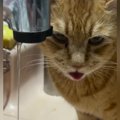 蛇口から出る水を飲もうとした猫→舌を動かすも…思わず笑ってしまう『あと…