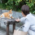 猫を飼えない人のための『猫愛の満たし方』5選　実はこんな楽しみ方も…