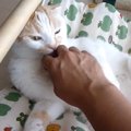 もふもふ！お腹をもふもふされる猫さん