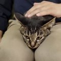 サバイバルな日常を生き延びてきた猫が抱えていたものとは…