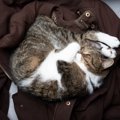 猫が『飼い主の服の上で寝る』4つのワケ♡大好き以外にも理由がある？