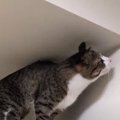 クモを前に反応が正反対の猫ちゃんたち