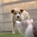 子猫が初めて犬と出会った！果たして反応は？