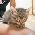 どうしても膝の上で寝たい子猫…『何度も来る光景』が可愛すぎると13万…