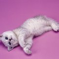 猫が飼い主の『気を引くため』にするアプローチ5選