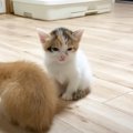 まだ遊びたい子猫が『睡魔』に襲われた結果…可愛すぎる光景が26万3000…