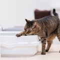 猫トイレの『砂が飛び散る』原因3つ　なぜいつも落ちているの？防止策まで…