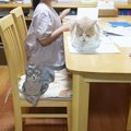 猫が次女のこと『大好きすぎた』結果…まさかの物をドロボウする光景が…