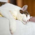 猫の難病『アミロイドーシス』とは？原因や症状、なりやすい猫などを…