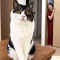 猫は『大好きな人がいつの間にか家にいたら』どうする？…可愛すぎる反…