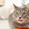 猫が『美味しいもの』を食べた時にする行動5つ