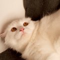 猫を保護したらどうしたらいい？3つのポイント　まずやるべきことと、…