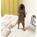 ヘアゴムで楽しそうに遊びまわる猫→『ベッドの下に落とした』次の瞬間…