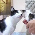 やんちゃな野良子猫たちと初対面の先住猫→威嚇したかと思いきや…後か…