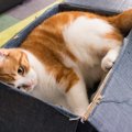 猫のシッポは感情によって動き方が違います