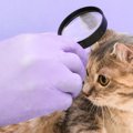 愛猫の皮膚の健康を保つ『スキンケア』チェックすべき4つのポイントと…