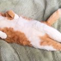 体をピンと伸ばして眠っていた猫→よく見てみると……思わず『目を疑う光…