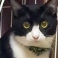 『かわいい』と言っただけなのに…猫がとった行動に爆笑する人が続出「獲物…