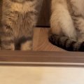 ドライヤーが終わるのを近くで待っていた2匹の猫…『表情と耳』があまりに…